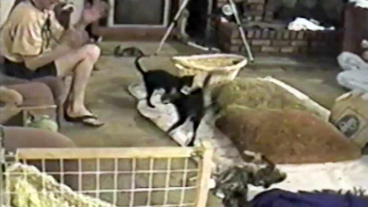 Startled Cats - Compilation