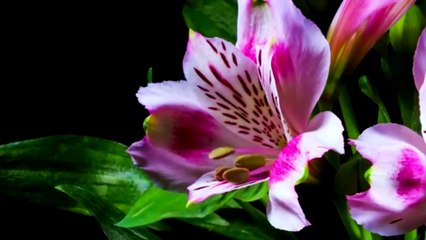 Aor Happy success relationship