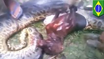 Video shows Brazilian anaconda being split open after swallowing an entire pit bull