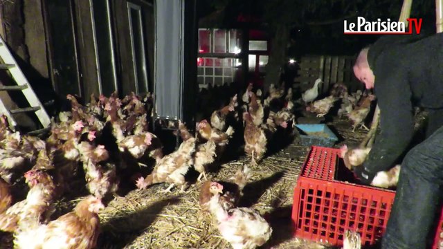 Ces poules ne finiront pas en nuggets