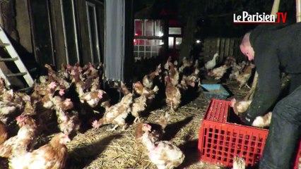 Ces poules ne finiront pas en nuggets