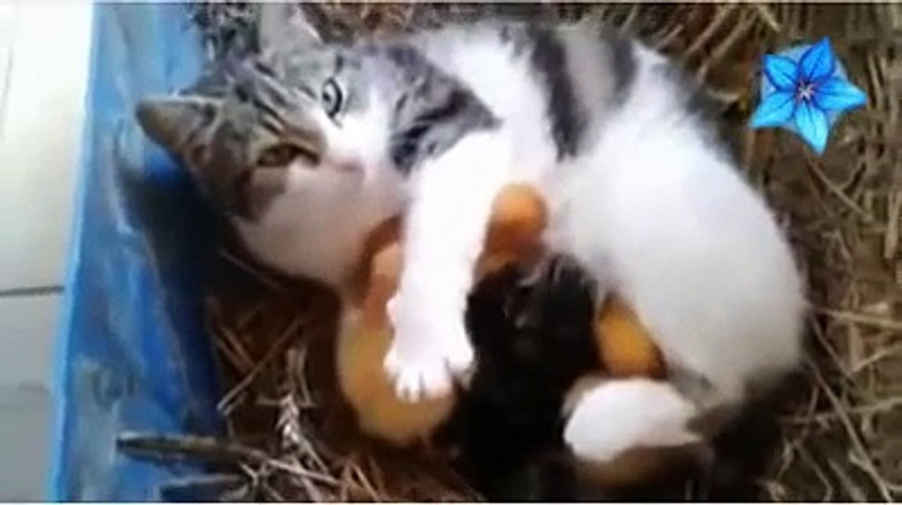 سبحان الله - قطة تحتضن طيور صغيرة وترضعهم