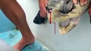 doing operation of turtle