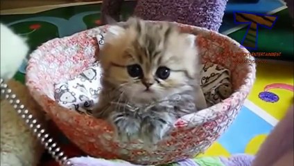 Little kittens meowing and talking - Cute cat compilation