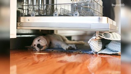 Use your dishwasher to clean household things other than dishes