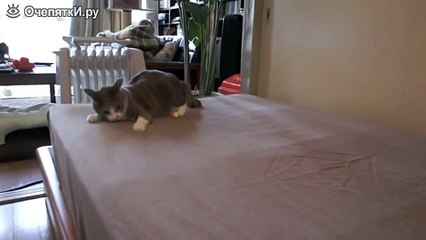 Резвый котик на матрасе