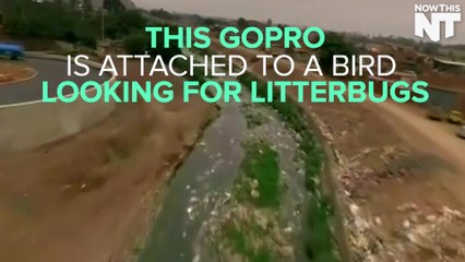 These Vultures Are Cracking Down On Litterbugs