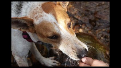 Ove životinje na dvije noge zakopale su živog psa. 4 godine poslije, desiće se čudo!