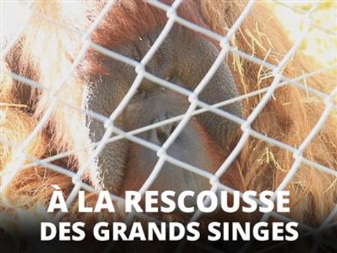 Sauver les singes avec l'argent des trafiquants ?