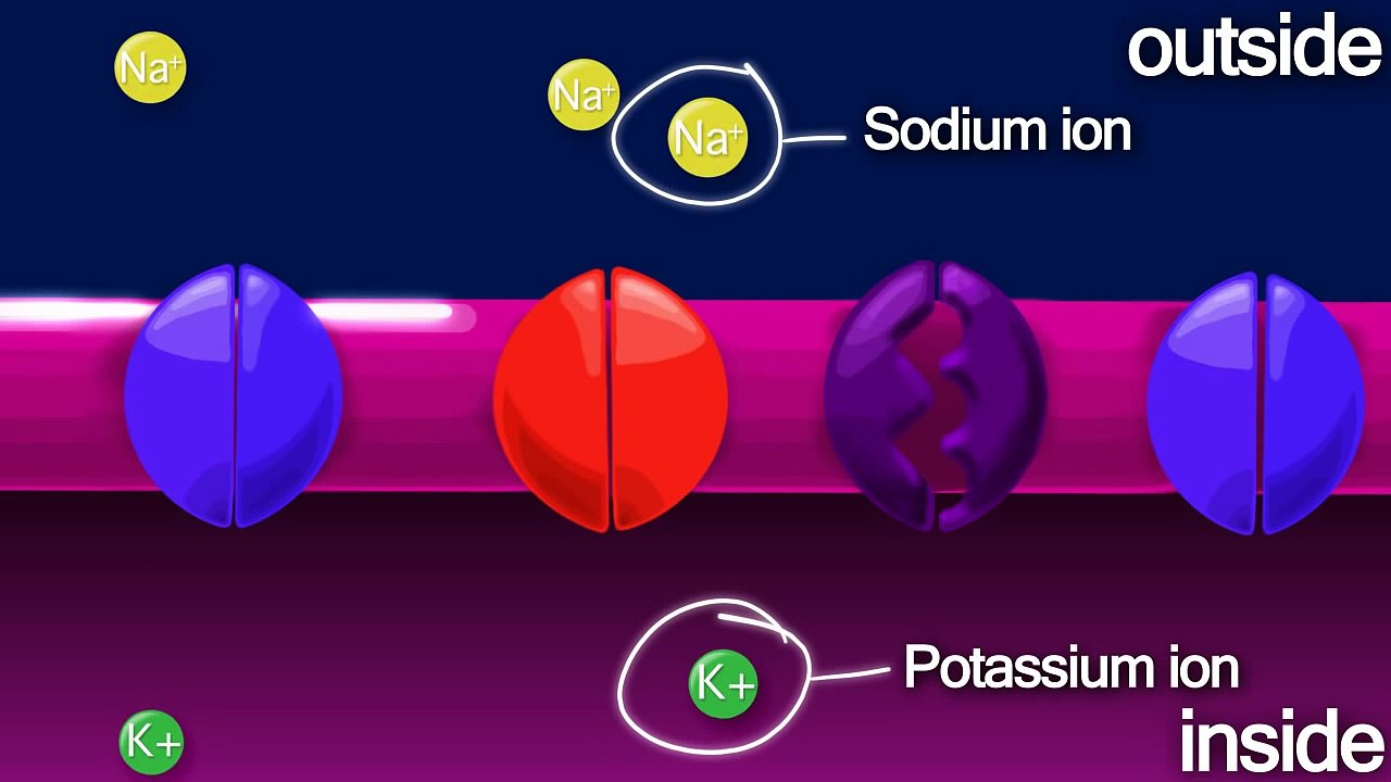 Nerve Impulse
