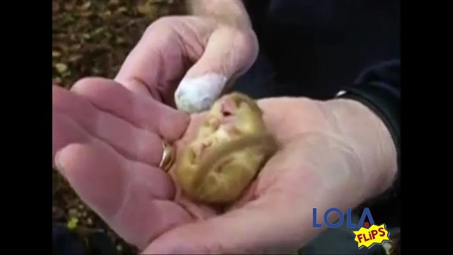 Adorable Snoring Dormouse