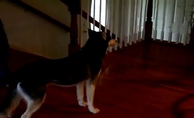 Mishka are you stupid? "NOOOOOOOOOO!" - Husky Dog Talking