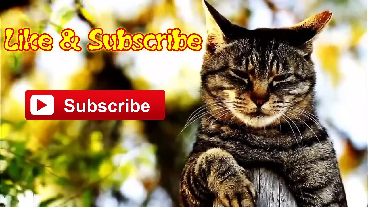 Ultimate cat vines compilation - Funny cats compilation