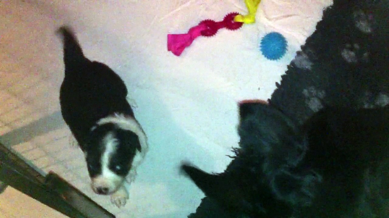 chiots HeavenXSkipper 3 semaines et demi