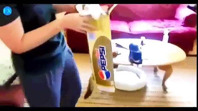 Подборка самых смешных котов