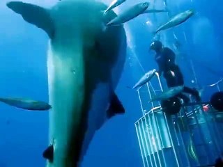 This video of a 20-foot great white shark near Mexico's just been released