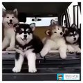 Cute Husky Puppies Playing In Car.