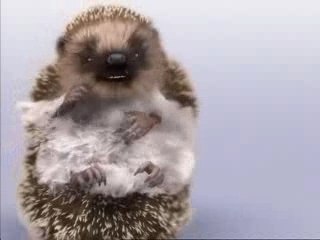 Publicité Spontex (Juin 2005) Hérisson