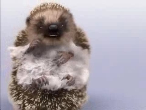 Publicité Spontex (Juin 2005) Hérisson