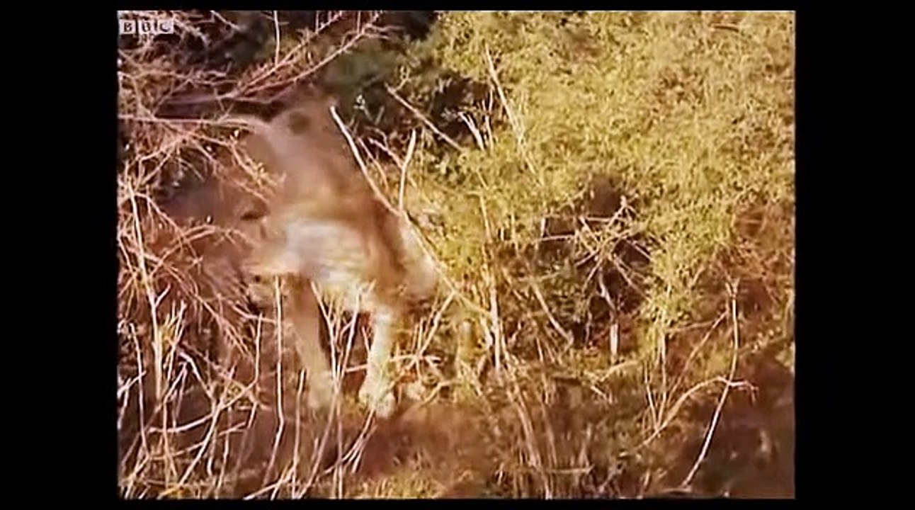 Lion Vs Tiger, and other animals