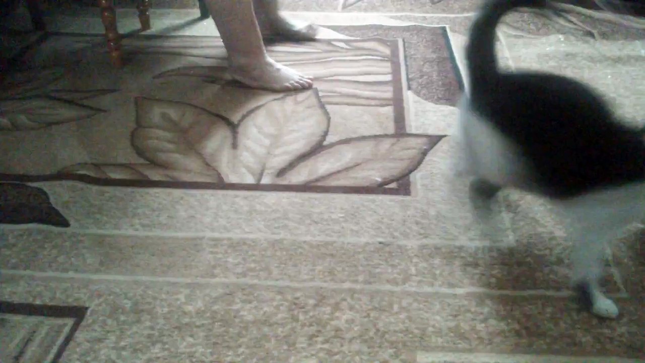 Прикол c котом;)