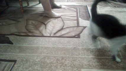 Прикол c котом;)