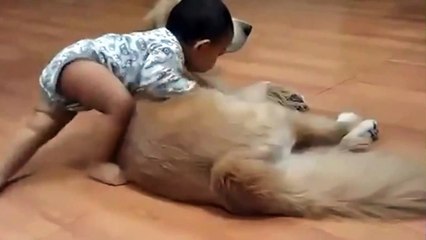 The World's Most Funny Dog Videos