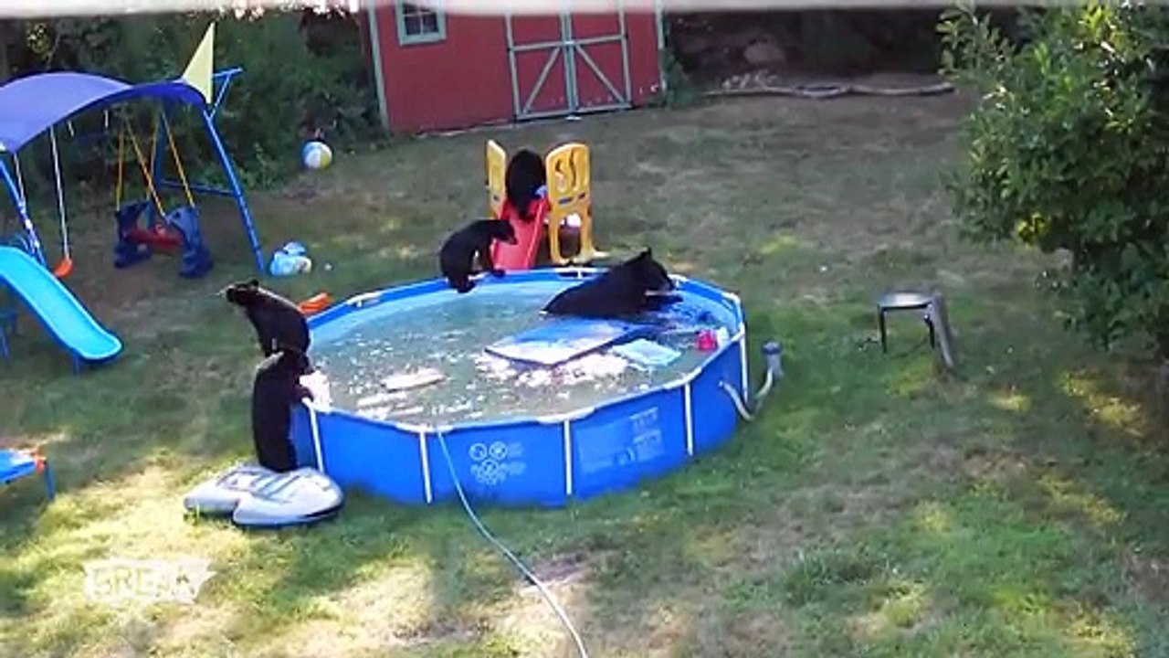 Shock and Paw - Breaking Videos