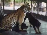 Tiger and Dog Mating oh my god tiger sex with Dog
