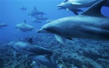 ✔ Beautiful Deep Sea Alien Life Creatures And More ~ (no photos) You Won't Believe Your Eyes!