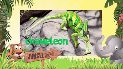 CHAMELEONS_ Animals for children. Kids videos. Kindergarten  _ Every New