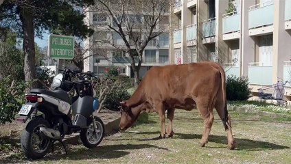 LA VACHE Bande annonce (Jamel Debbouze, Comédie - 2016)