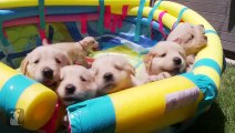 10 Golden Retriever Facts That Will Make You Smile