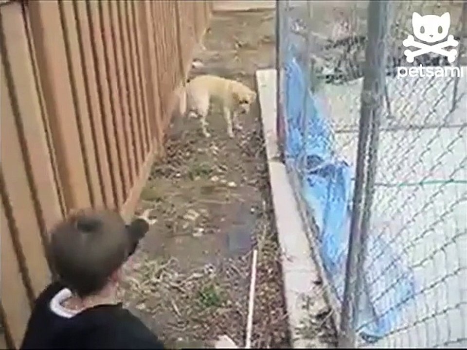 Pet Cat Saves Boy from Two Vicious GATORS -Cat vs Gator (original)