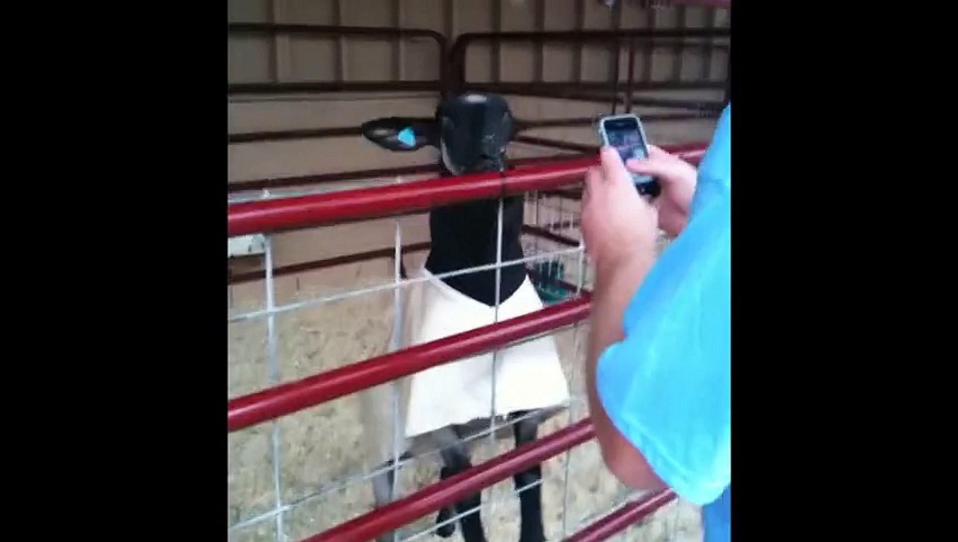 ⁣Stupid Goats Making Stupid Noises