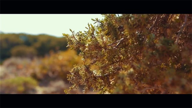 Πέτρος Ιακωβίδης - Ο έρωτάς μου γίνε