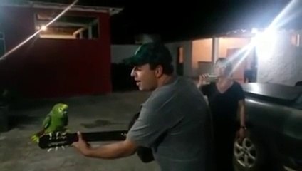 adorable péroquet qui  chante en duo avec son maitre