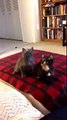 Trop mignon! Deux chatons dansent en rythme!