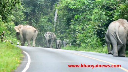 Un troupeau d'éléphants attaque un motard