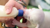 Cute Kittens And Puppies Bottle Feeding Compilation 2014 [NEW]