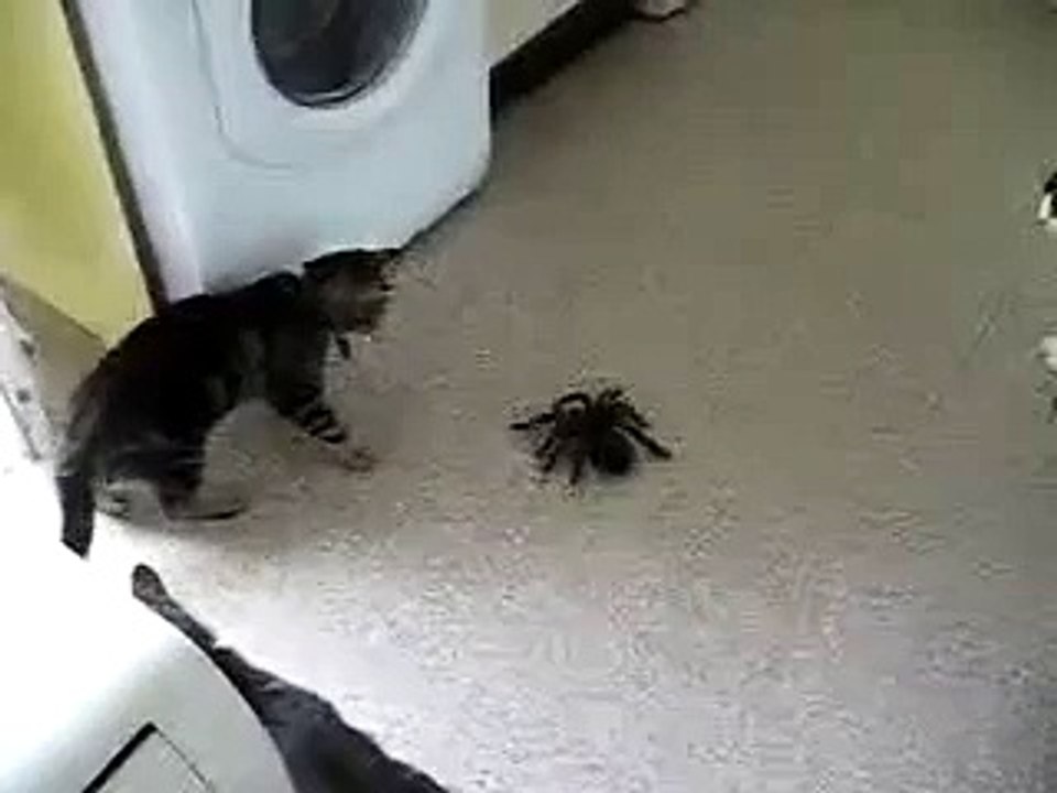 Quand un chat se retrouve devant une grosse araignée