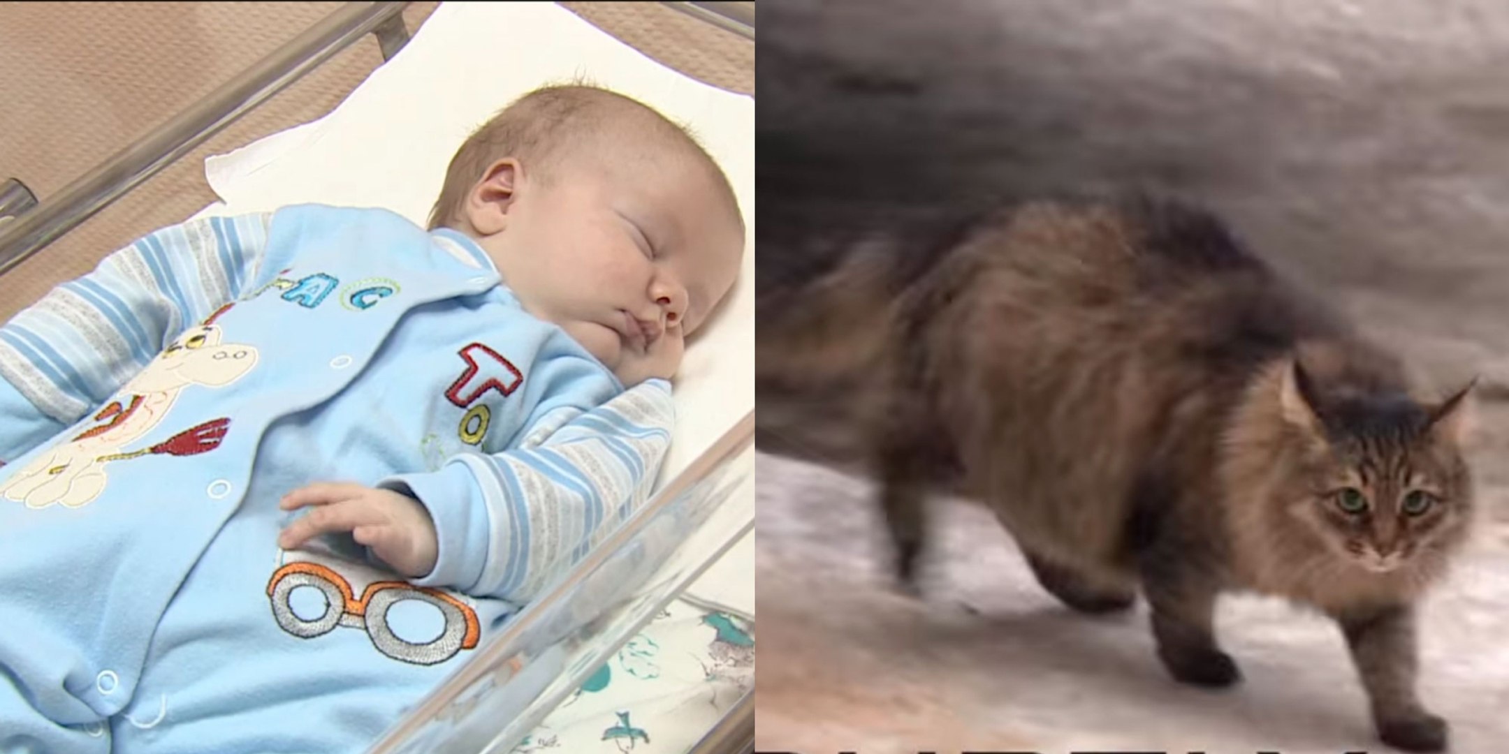 Un Chat Errant Sauve Un Bebe Abandonne Video Dailymotion