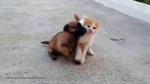 Un Chaton Joue Avec Un Bébé Chien So Cute Vidéo