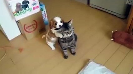 Ce chat a une de ces patiences