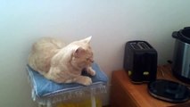 Chat contre grille pain