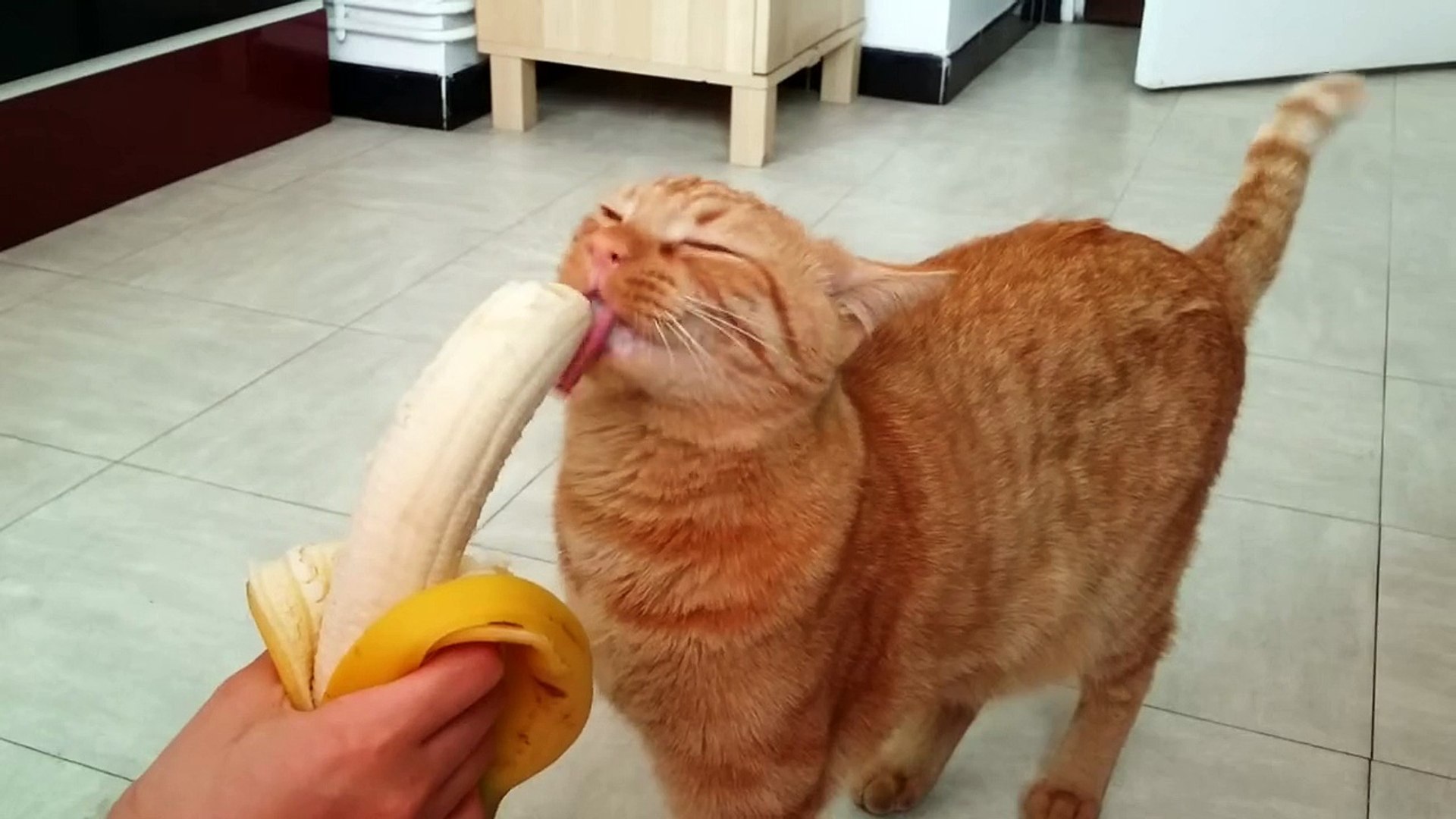 Quand Ton Chat Se Met A Manger Une Banane Video Dailymotion