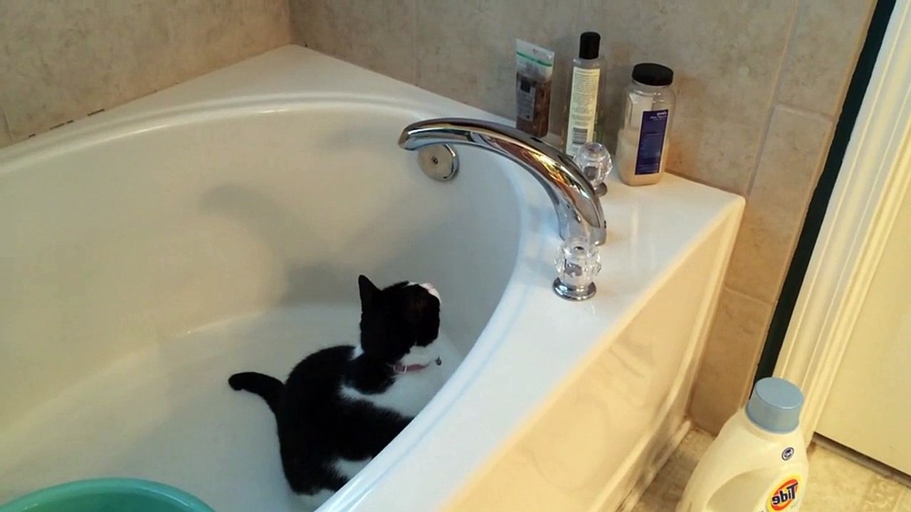 Ce chat essaie par tous les moyens d'ouvrir le robinet d'eau
