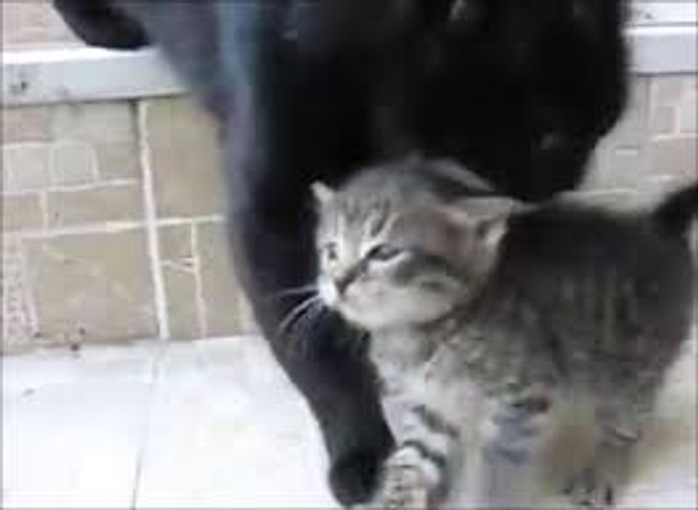 Maman chat vient de sauver son petit chaton