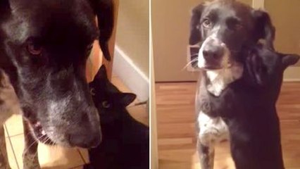 Un chat heureux de voir son ami le chien