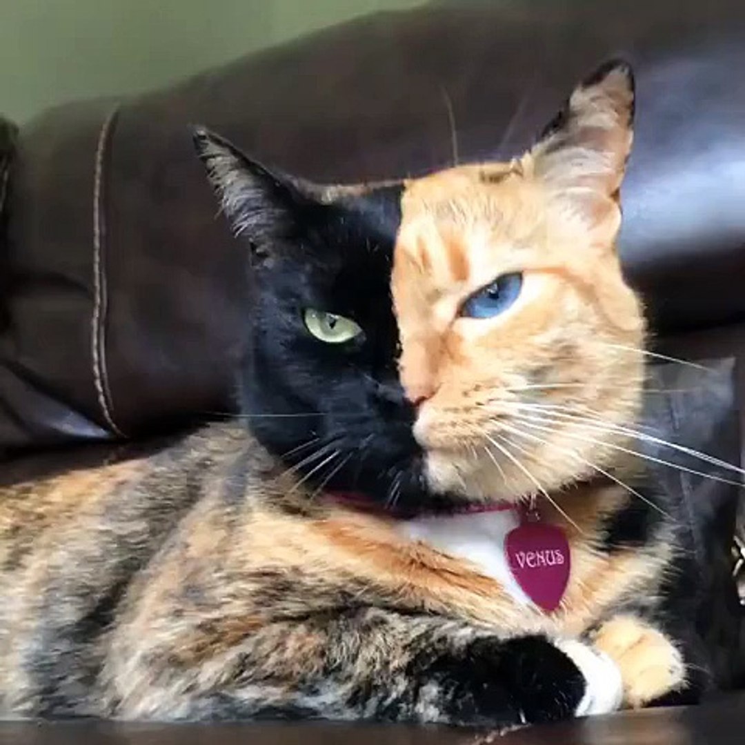 Le Chat Chimere Double Face Video Dailymotion